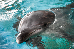 Cambodia records 3rd rare Mekong river dolphin death in gillnet in 2024