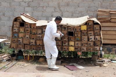 Civil war threatens Yemen's prestigious honey industry