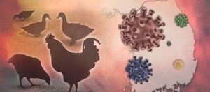 Cambodia reports fresh H5N1 bird flu case, total infections mount to 8