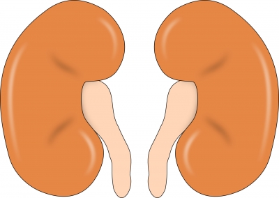 Study shows dialysis not a feasible option for all elderly with kidney failure